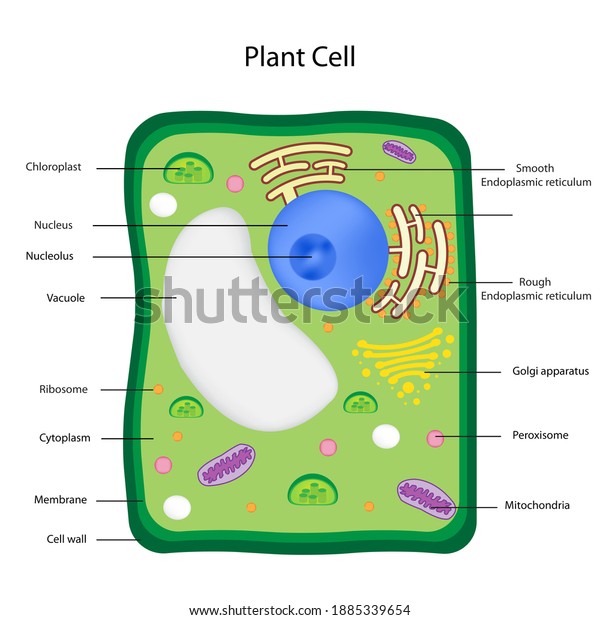 Histological Structures Plant Cell Stock Illustration 1885339654 ...