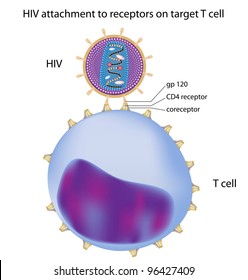 HIV Attachment To Target T Cell