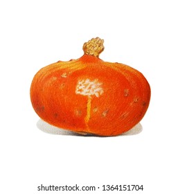 Hokaido pumpkin  color pencil