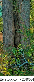 Hollow Tree Trunk, Southern Maryland, Illustration 