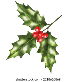 Holly Berry Watercolor Illustration. Christmas Holly Branch Isolated On White. 