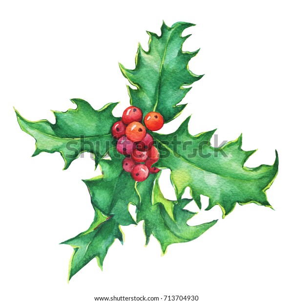 Holly Ilex Watercolor Hand Drawn Painting Stock Illustration 713704930