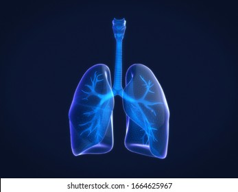 Hologram 3D Of  Human Lungs,Xray Of Human Lungs. 3D Rendering.