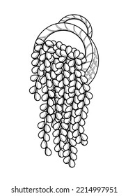 Home Plant Pearl Strings Coloring Pages A4 for Kids   Adult