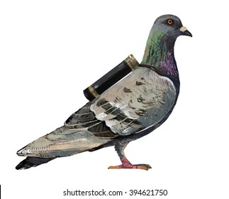 Homing Pigeon Illustration