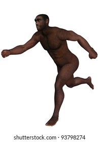 Homo Erectus