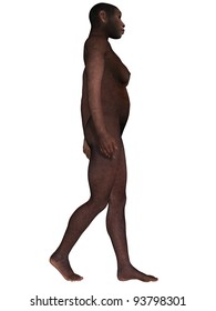 Homo Erectus