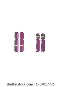 Homologous Chromosomes Are Made Up Of Chromosome Pairs Of Approximately The Same Length, Centromere Position, And Staining Pattern, For Genes.