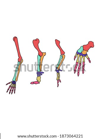 Homologous structures are organs or skeletal elements of animals and organisms that, by virtue of their similarity, suggest their connection to a common ancestor.