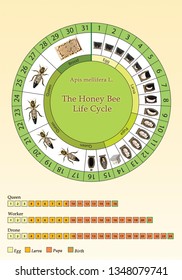 The Honey Bee Life Cycle