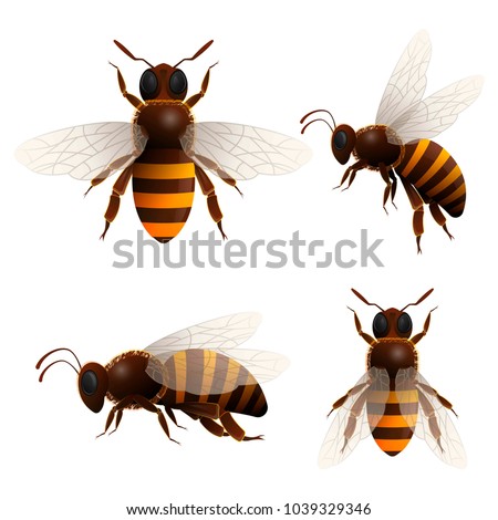 Similar – Image, Stock Photo honeybee Nature Animal