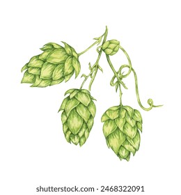 Hop cones branch watercolor illustration. Green humulus lupulus vine for Oktoberfest, St. Patrick's day celebration, beer brewing industry. Hops plant clipart for brewery design, beer label, menu - Powered by Shutterstock