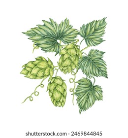 Hop cones and leaves branch watercolor illustration. Green humulus lupulus composition for Oktoberfest, St. Patrick's day celebration, beer label, brewery design. Hops plant clipart for menu, poster - Powered by Shutterstock