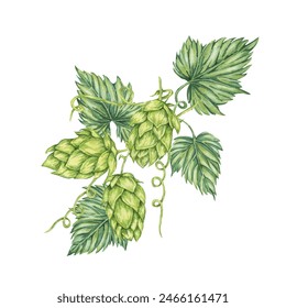 Hop cones and leaves watercolor illustration. Green humulus lupulus vine composition for Oktoberfest, St. Patrick's day celebration, beer label, brewery design. Hops plant clipart for menu, poster - Powered by Shutterstock