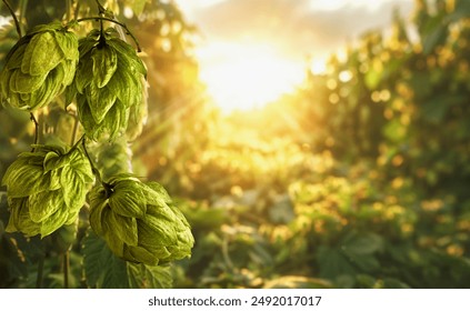 Hop field, natural beer making, 3D illustration. Craft beer, lager, ipa, porter, golden ale, stout production, artisanal brewery, microbrewery. Organic farming, agriculture. Beer festival, Oktoberfest - Powered by Shutterstock