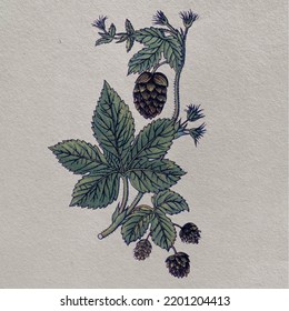 Hop Plant Scientific Drawing Colors