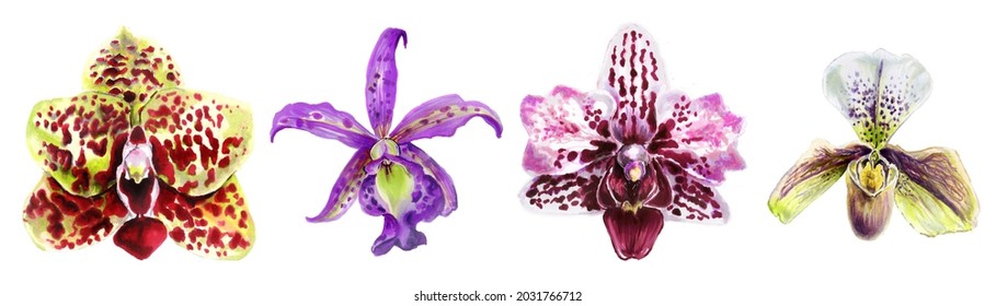 Horizontal border of orchid flowers. watercolor illustration of exotic orchid flowers isolated on a white background. Set for printing and decorating wedding cards, invitations and design.