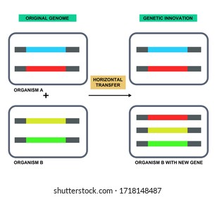 Horizontal Gene Transfer Diagram Genetic