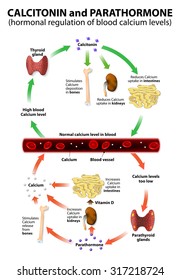 Hormonal Regulation Of Blood Calcium Levels. 