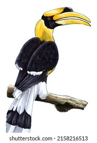 Hornbill Bird Illustration On White Background