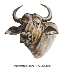 Horned bull. Farm animals. Watercolor hand drawn illustration on a white background.