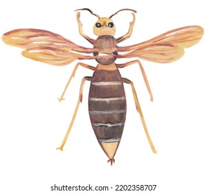 Hornet Insect Gouache Illustration Hand Painted Artwork Isolated On White Background