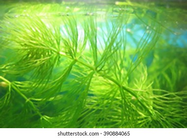 Hornwort