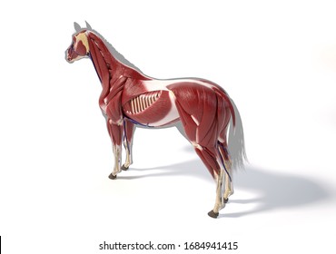 Horse Anatomy. Muscular system over grey silhouette, Rear - side perspective on white background. Clipping path included.