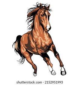 Horse. Brown horse portrait, hunter jumper, equestrian, horse riding sports - Powered by Shutterstock