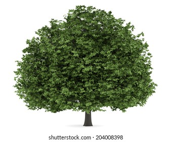 Horse Chestnut Tree Isolated On White Background