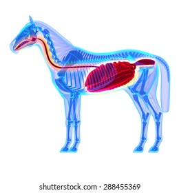 Horse Digestive System Anatomy - isolated on white