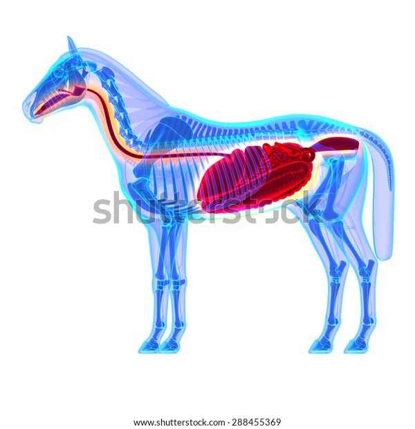 Horse\
Digestive System Anatomy - isolated on\
white
