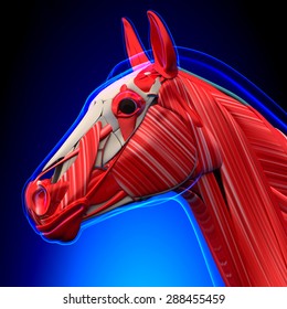 Horse Head Muscles Anatomy - On Blue Background