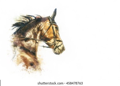 Horse Head Painting On White Background