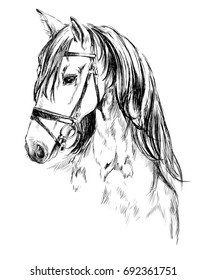 Horse Head Pencil Drawing