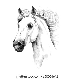 Horse Head Profile Sketch Graphics