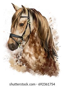 Horse Head Watercolor Drawing