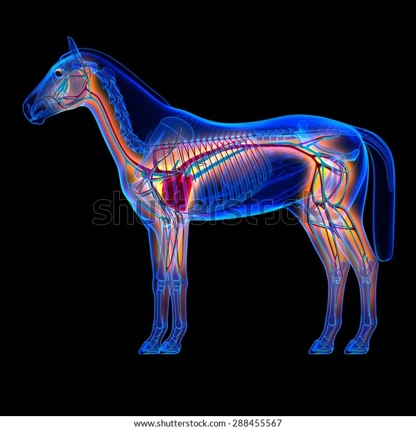 Horse Heart Circulatory System Anatomy On Stock Illustration 288455567