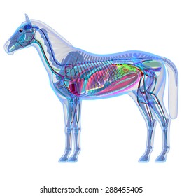 Horse Internal Organs Anatomy