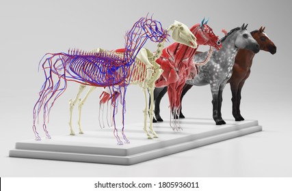 Horse Internal Organs Anatomy isolated on white. 3d rendering
