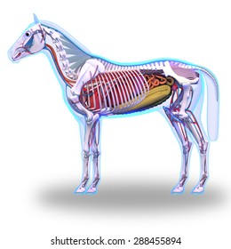 Horse Internal Organs Anatomy isolated on white