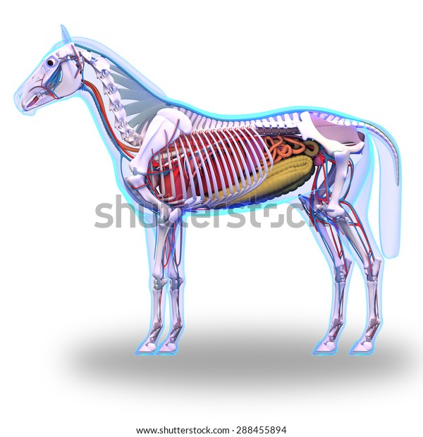 Horse Internal\
Organs Anatomy isolated on\
white