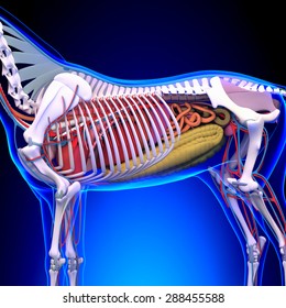 Horse Internal Organs Anatomy with Skeleton