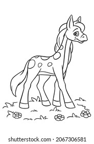 Horse Little Pony Grass Meadow Illustration Character Coloring