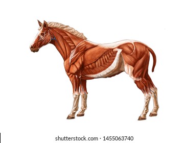 HORSE MUSCLE COLOUR PENCIL DRAWING ON WHITE BACKGROUND