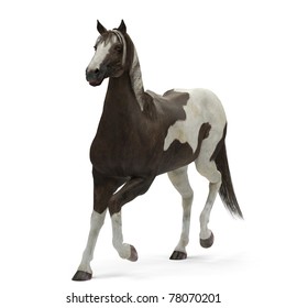 Horse Mustang Amble Pose Stock Illustration 78070201 | Shutterstock