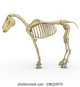 Horse Skeleton