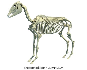 Horse Skeleton Anatomy 3D Rendering
