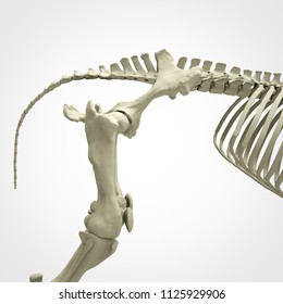 Horse Skeleton Anatomy - isolated on white. 3d rendering