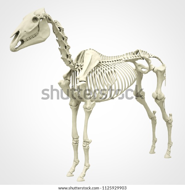 Horse Skeleton Anatomy Isolated On White Stock Illustration 1125929903